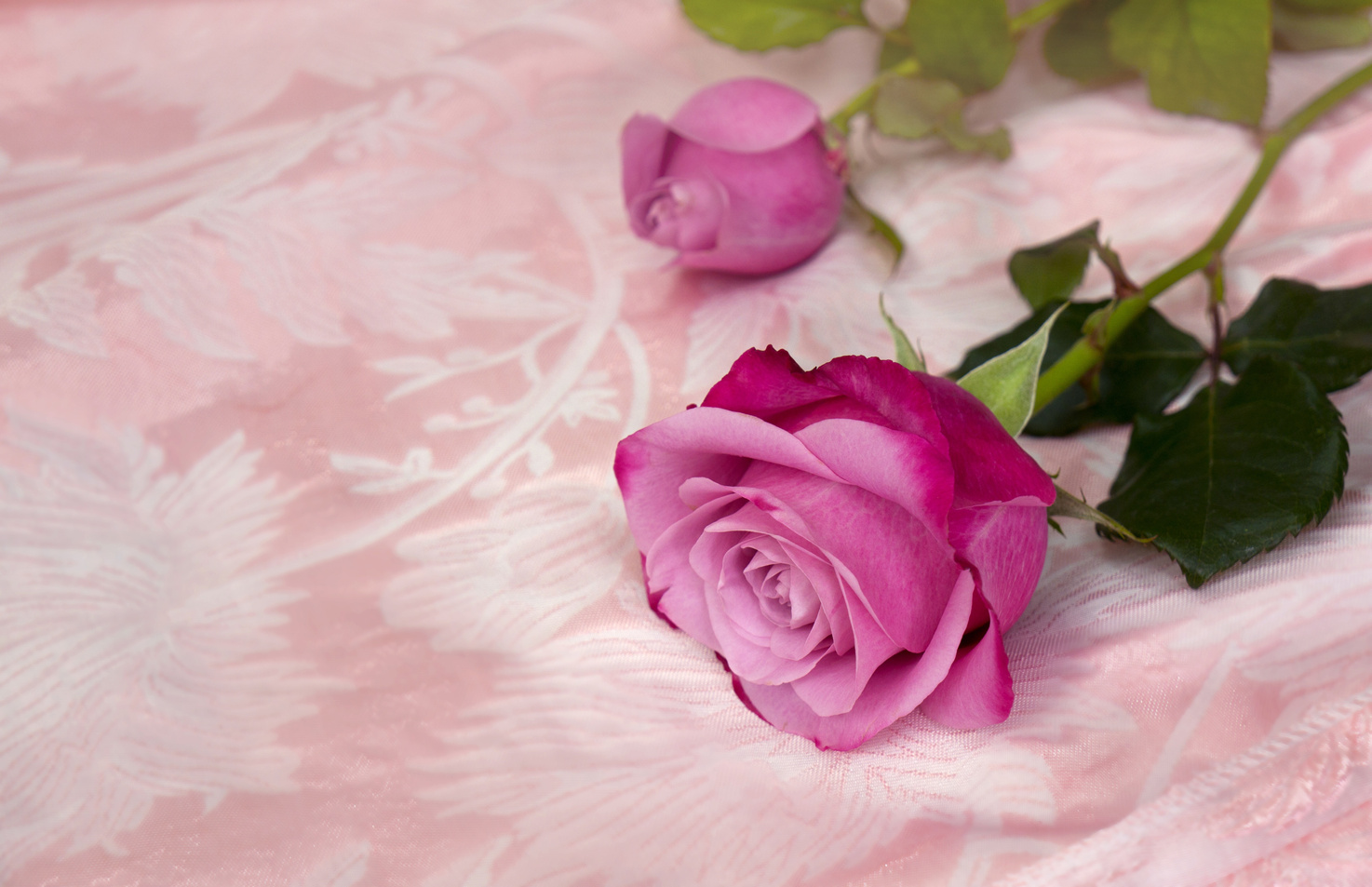 Roses On Pink Background